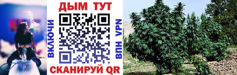 Каннабис план Кувандык